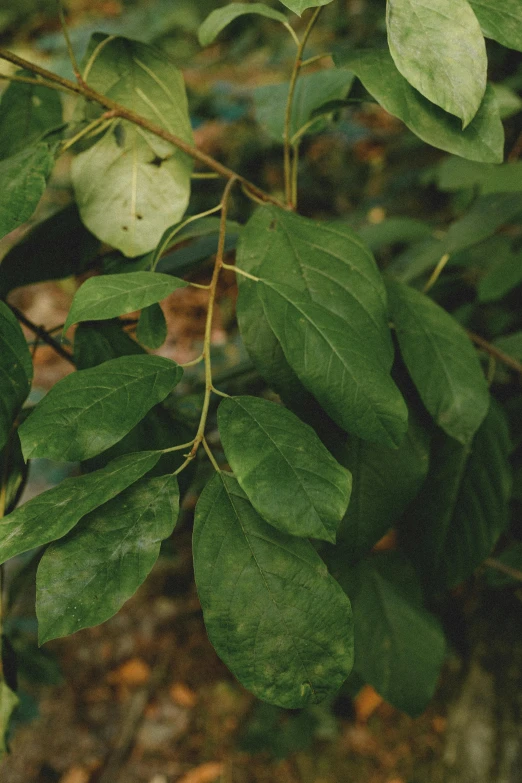 a bush full of green leaf in the forest