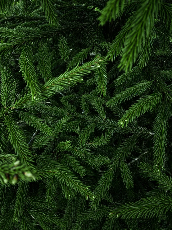 a close up view of the top of a green christmas tree