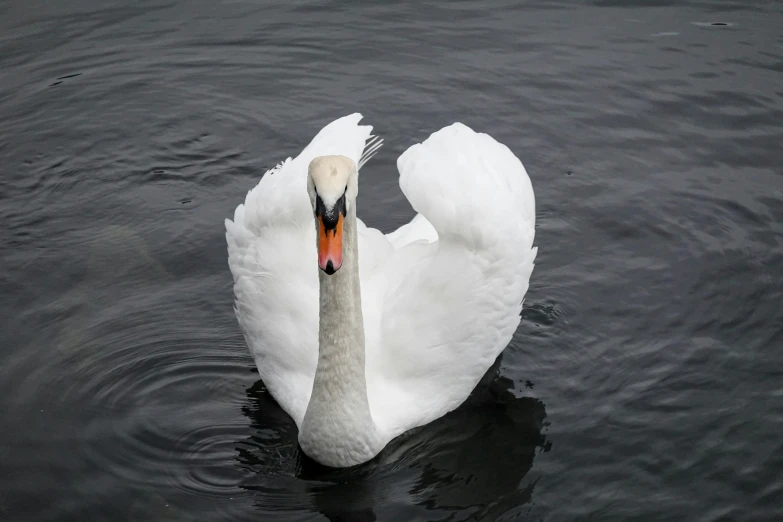 there is a very big white swan swimming in the water