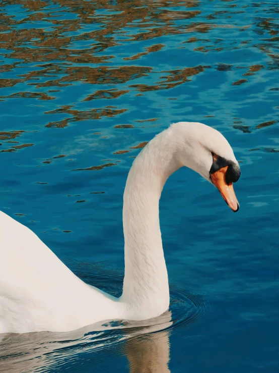 the swan is swimming on the pond while its feathers are spread out