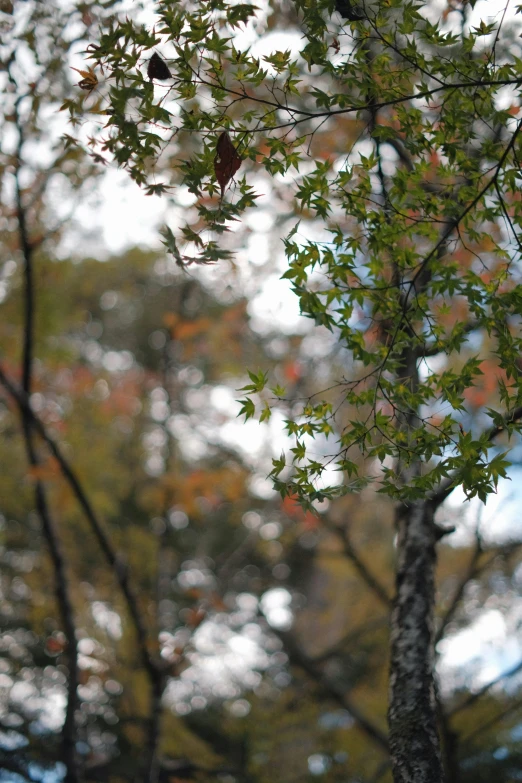 a bird sits on a nch with fall leaves