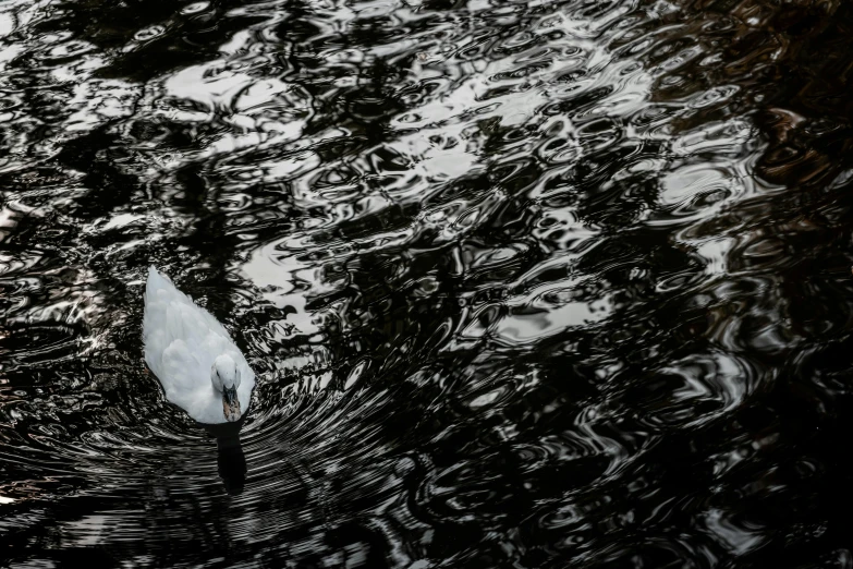 a bird is swimming on water with trees in the background