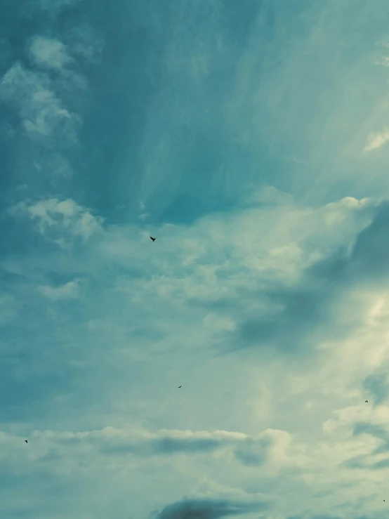 birds fly in a blue sky above the city