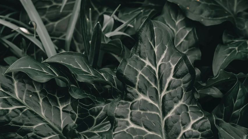 large green plants with white ridges and leaves in them