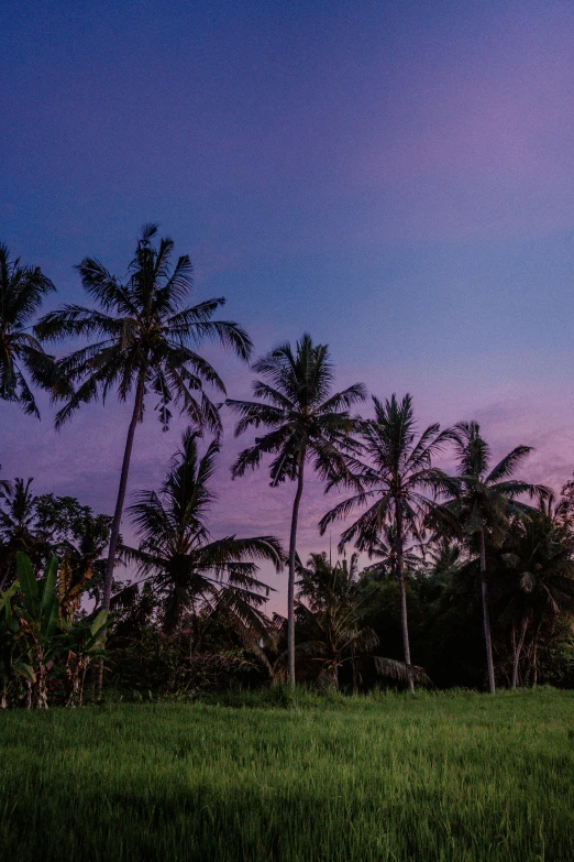 the sun sets behind a couple of tall palm trees