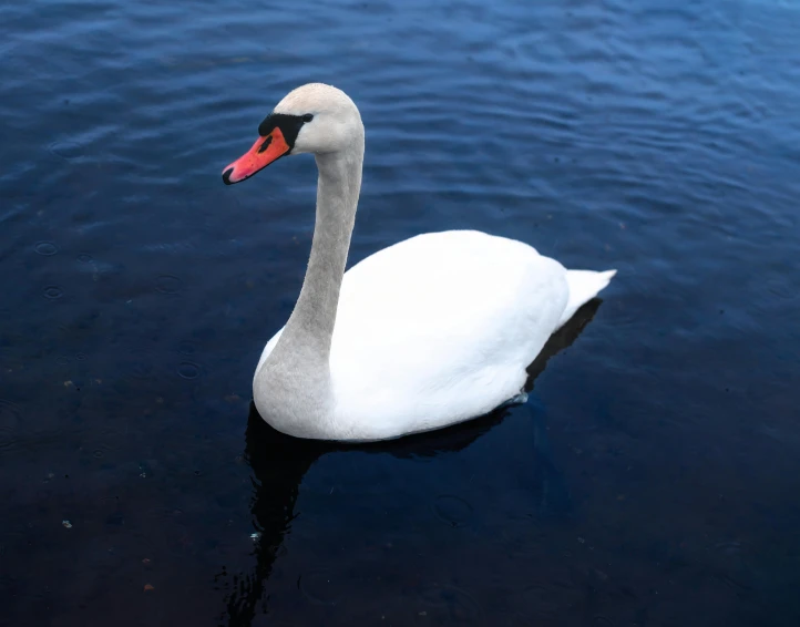 a white swan swimming on top of a lake