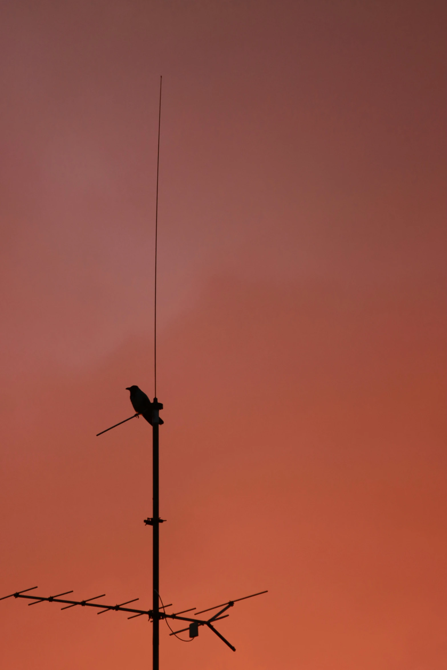 the silhouette of a tall antenna pole with birds on top