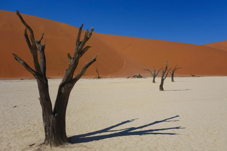 a desert with trees without leaves in the sand