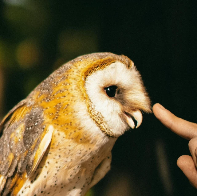 an owl sitting on a persons hand outside