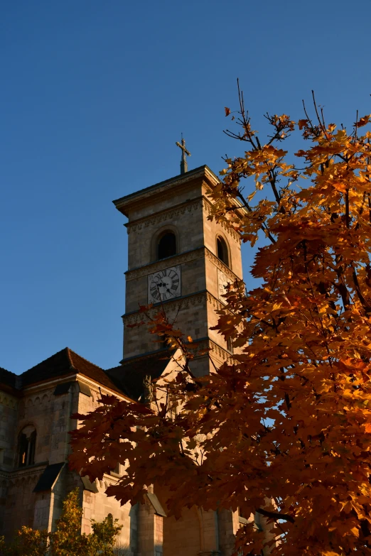 the clock tower is visible behind trees and leaves