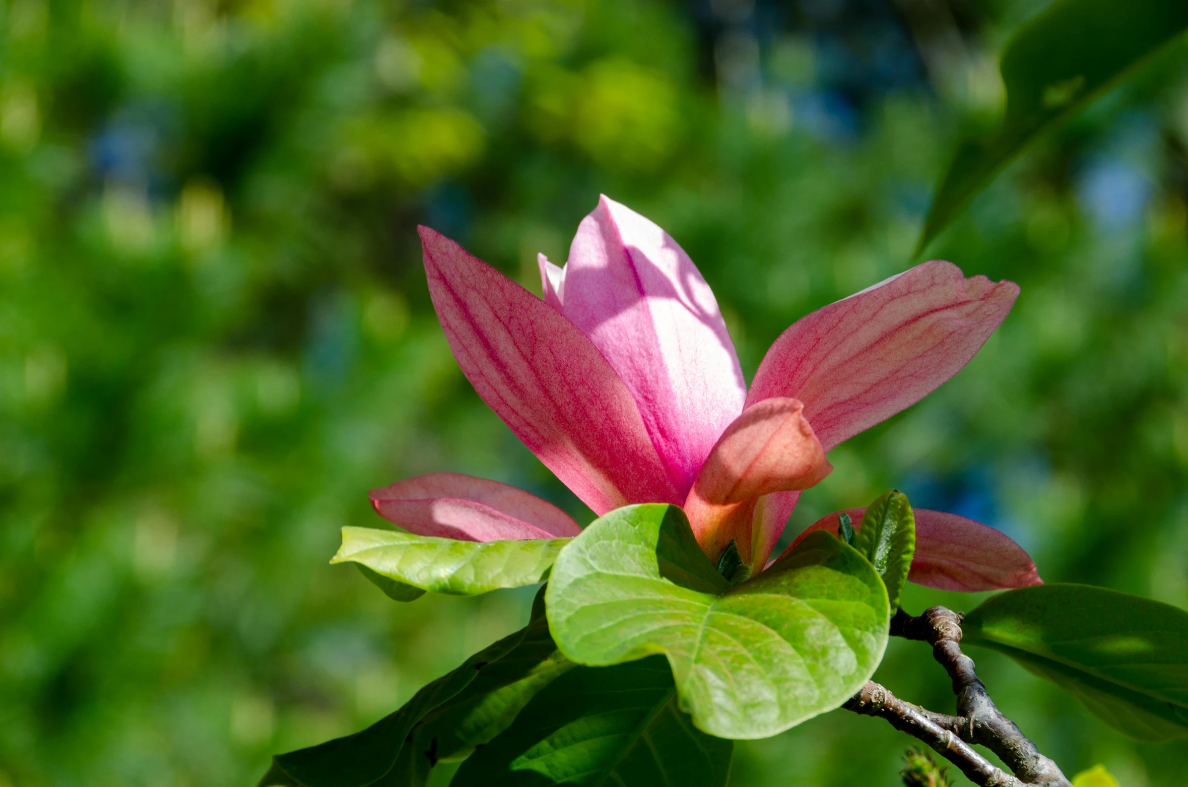 a flower with red and green petals on a tree