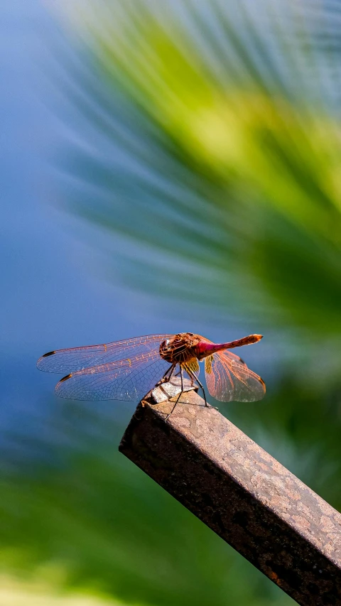 a small dragonfly resting on a piece of wood with water in the background