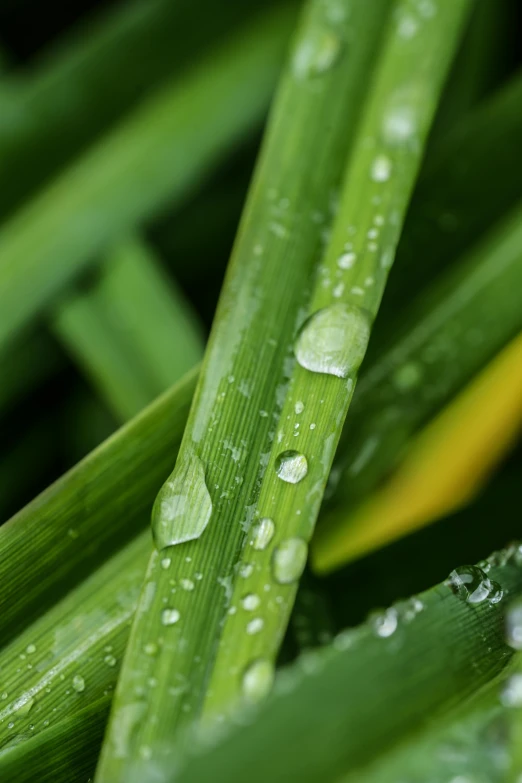 some water drops on a blade of grass