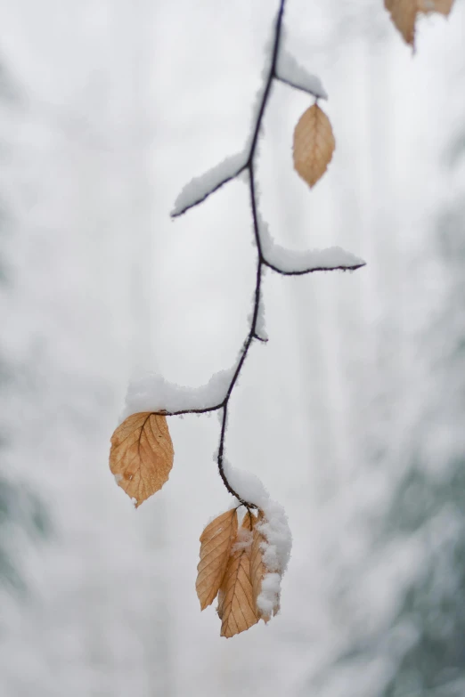 some leaves that are standing on a twig