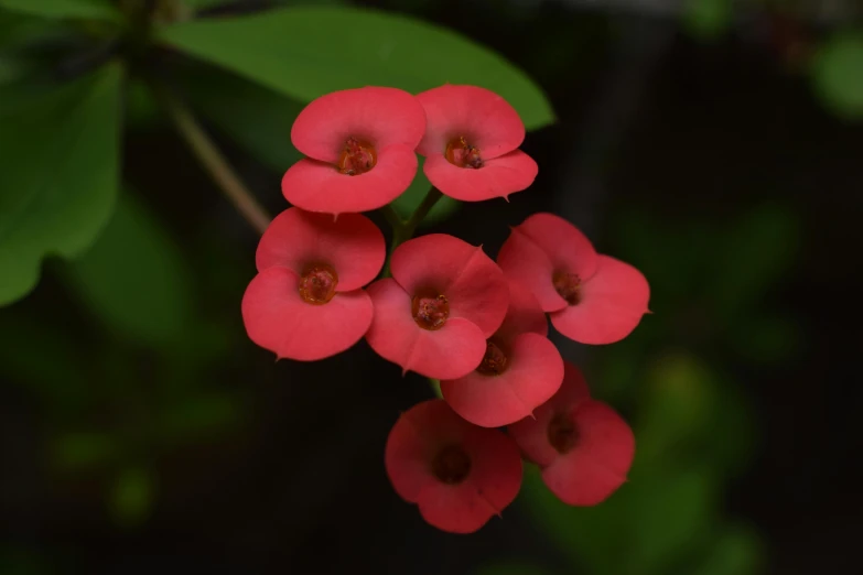 small red flowers with one big flower on the middle