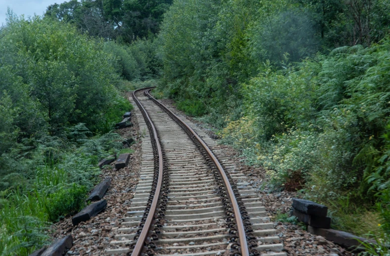 railroad tracks and trees leading into the distance