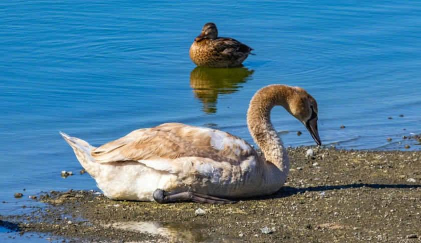 a white swan sitting in the water next to another swan