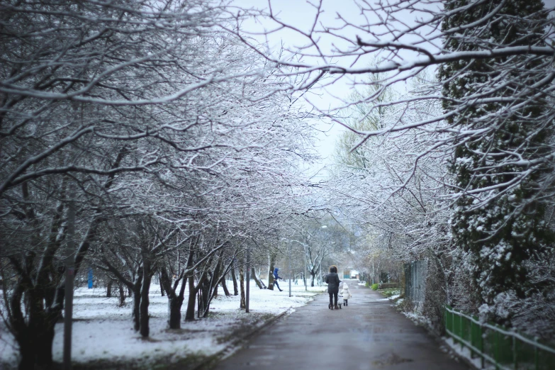 a person standing on a snowy path with trees