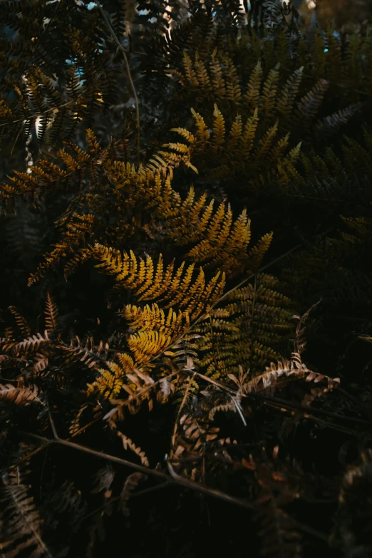 a cluster of yellow fern's in the woods