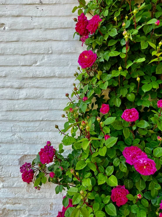 pink roses growing from the edge of a garden wall