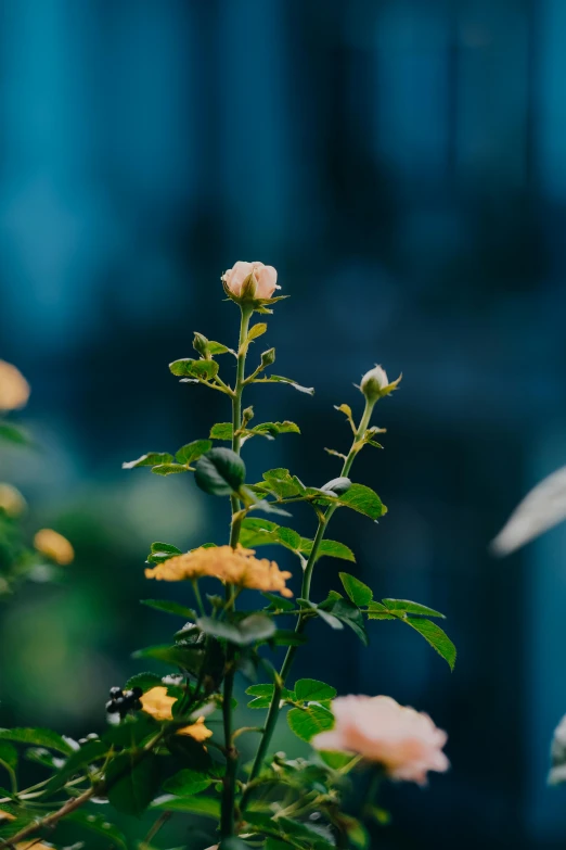 a very small white flower and some leaves