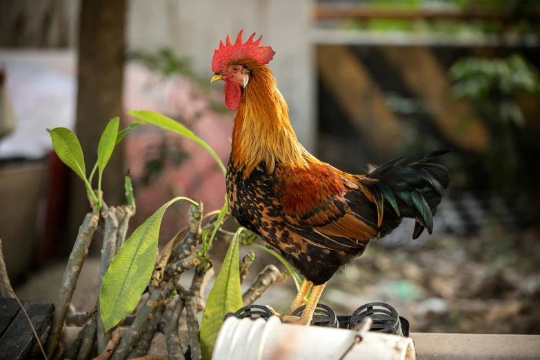 a rooster and a potted plant outside