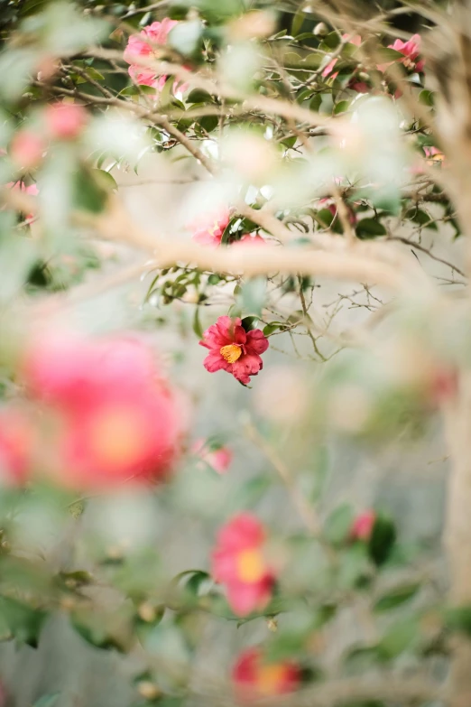 a view of flowers through the nches