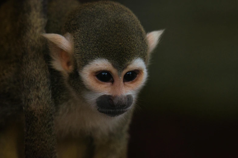 a young monkey staring straight ahead at the camera