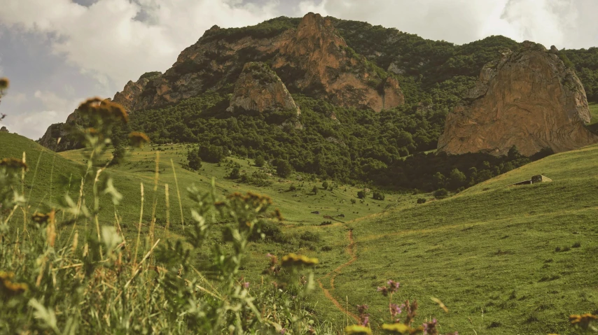 cows in a green field next to a mountain range