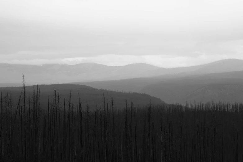 a large forest covered in thicket of trees