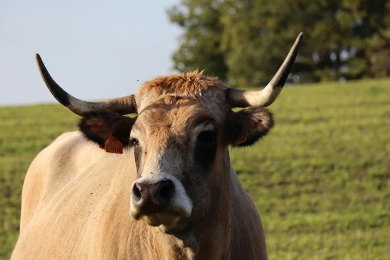 an animal with long horns is standing in the grass