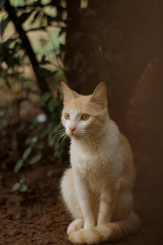 a cat sitting on top of a dirt floor next to trees