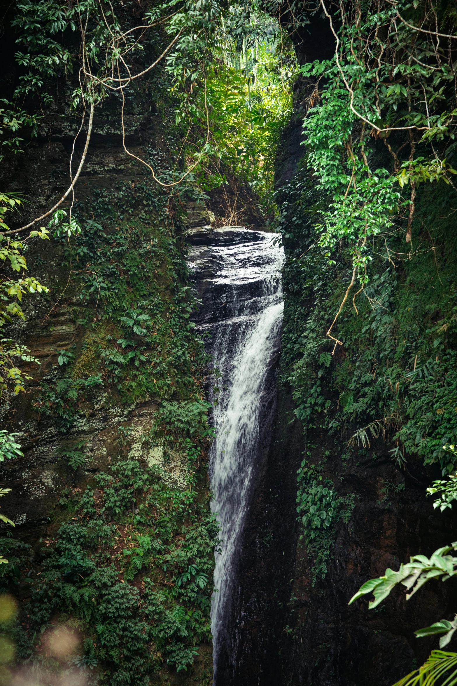 waterfall and trees with rain falling into it