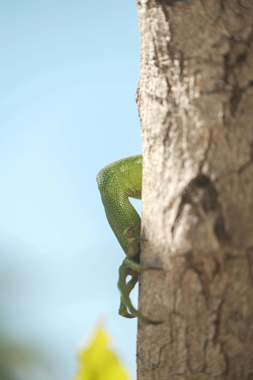 a lizard climbing up a tree trunk to a nch