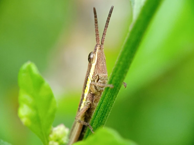 an insect is perched on the stem of a plant
