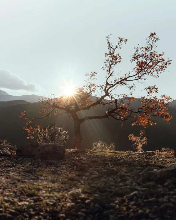 the sun is shining over some trees in the field