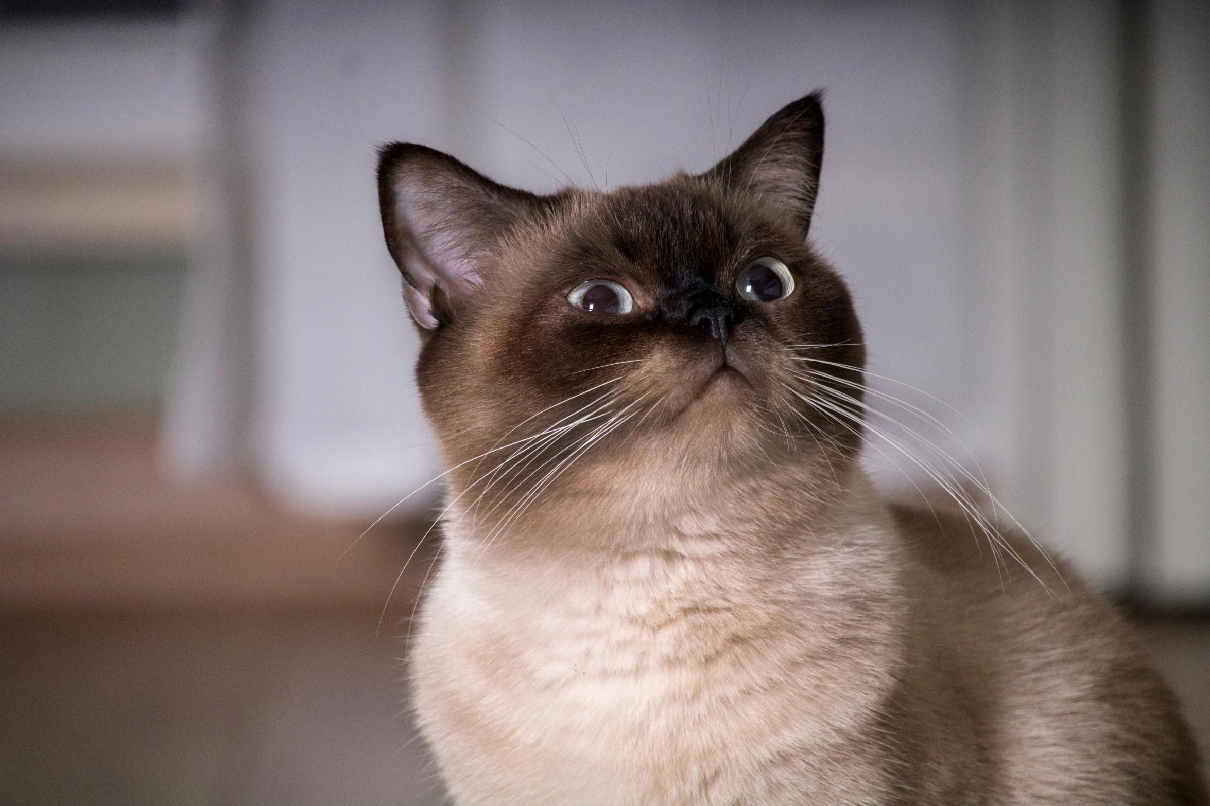 a siamese cat is staring up with a surprised look