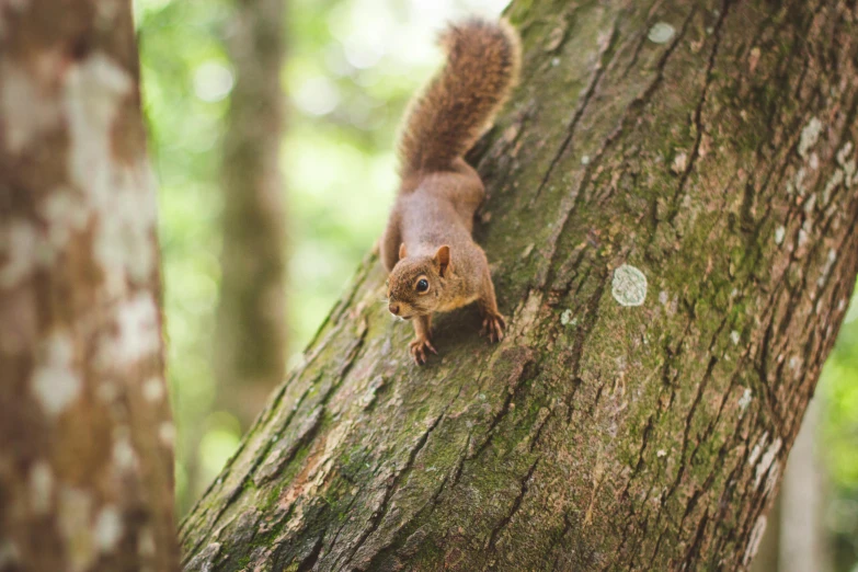 a squirrel standing on top of a tree