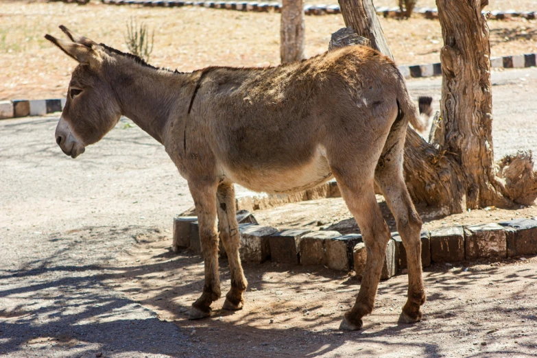 a small donkey stands next to some trees