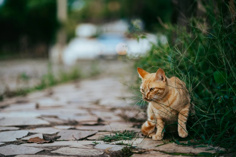 a cat sitting on a side walk by grass