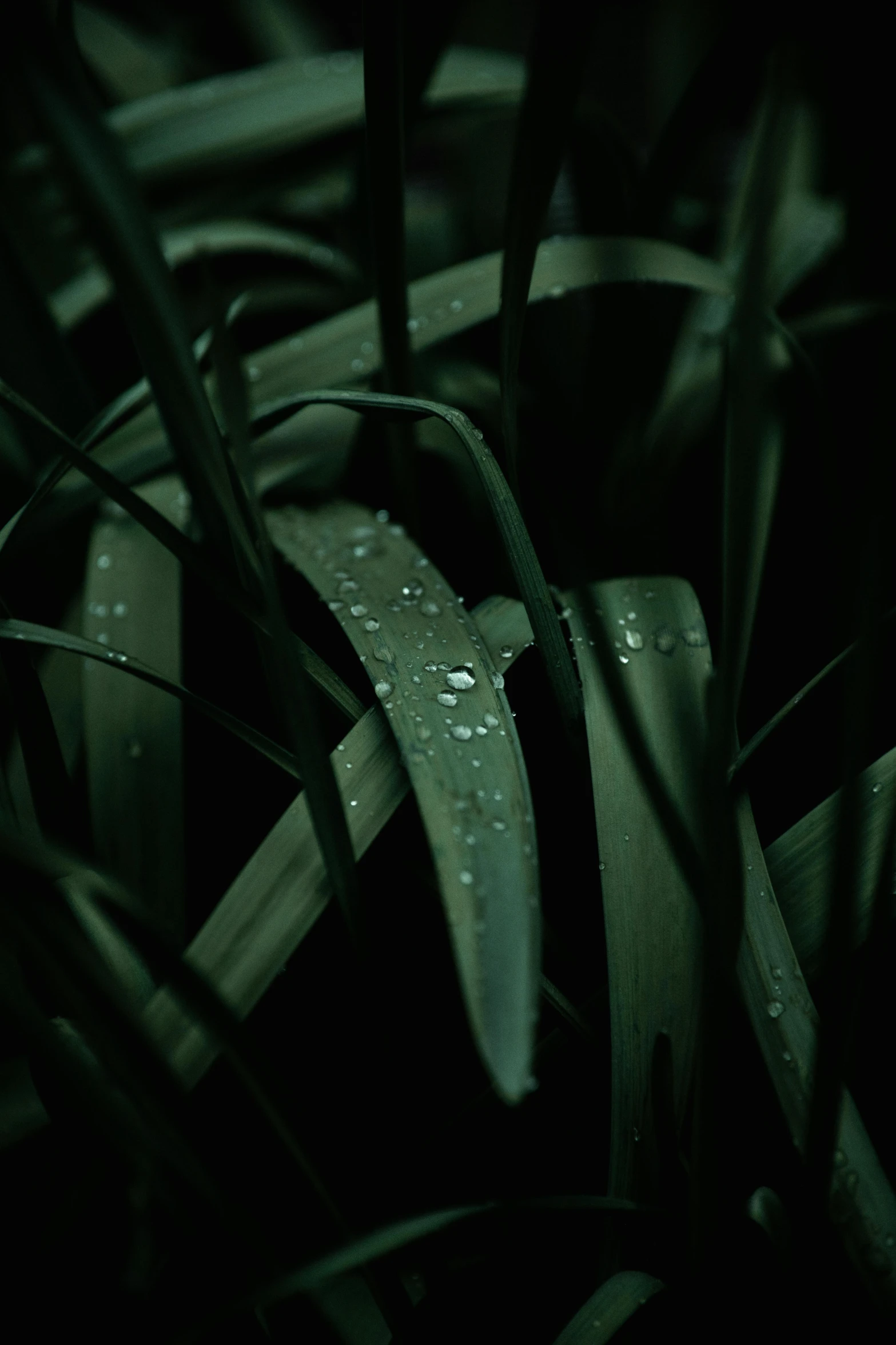 drops of water on a plant outside in the sun