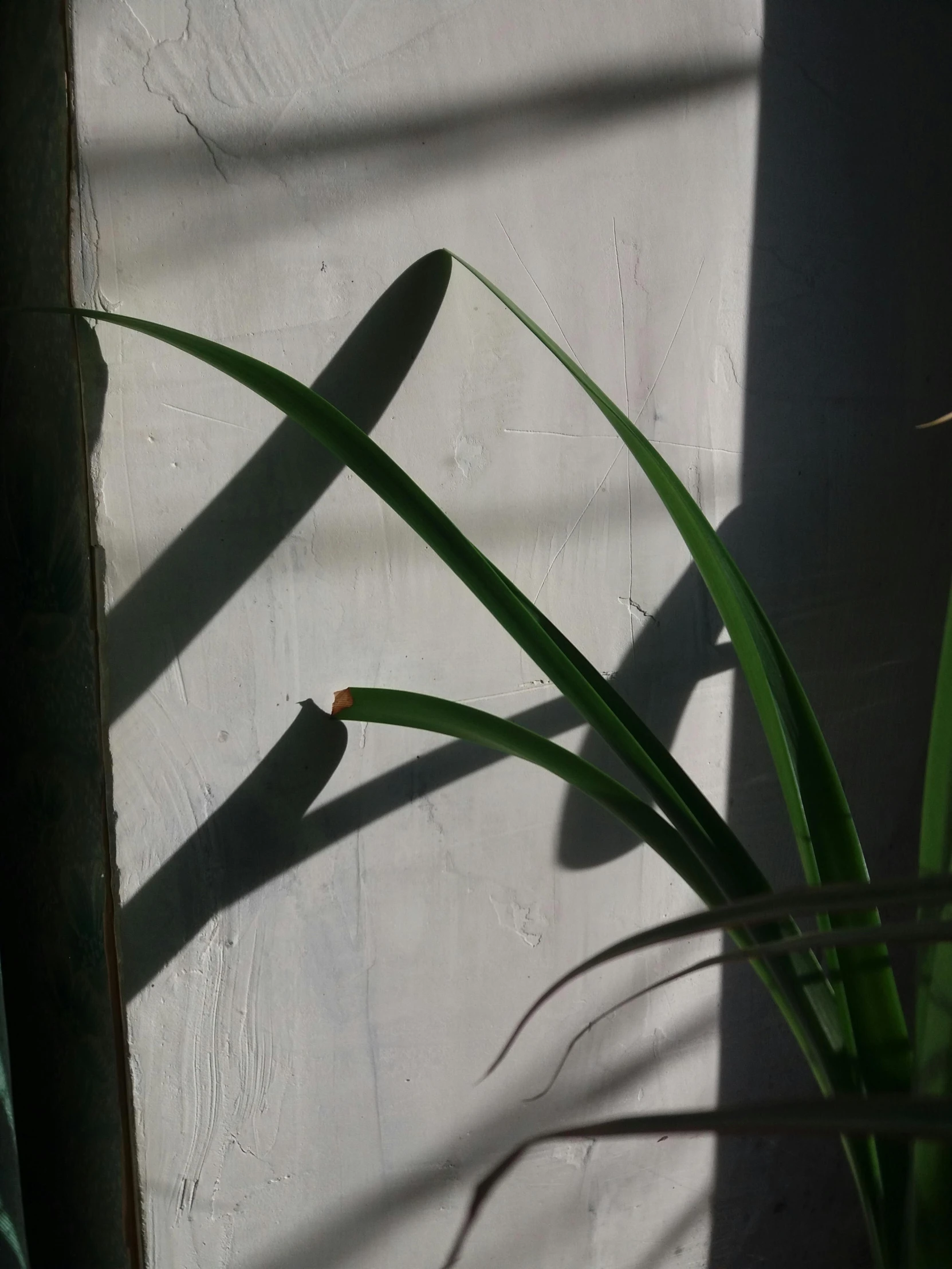 grass is next to a white wall and shadow