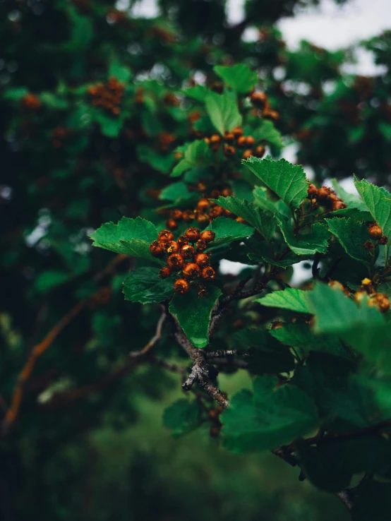 red berries on the green leaves of a tree