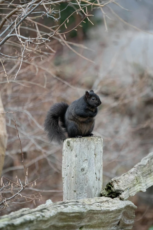 the squirrel is sitting on top of a wooden pole