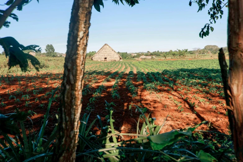 a po taken from the side of a tree with a house and small field in the background