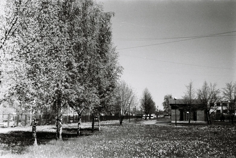 black and white po of some trees and buildings