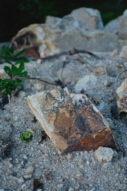 the rock has moss growing on it