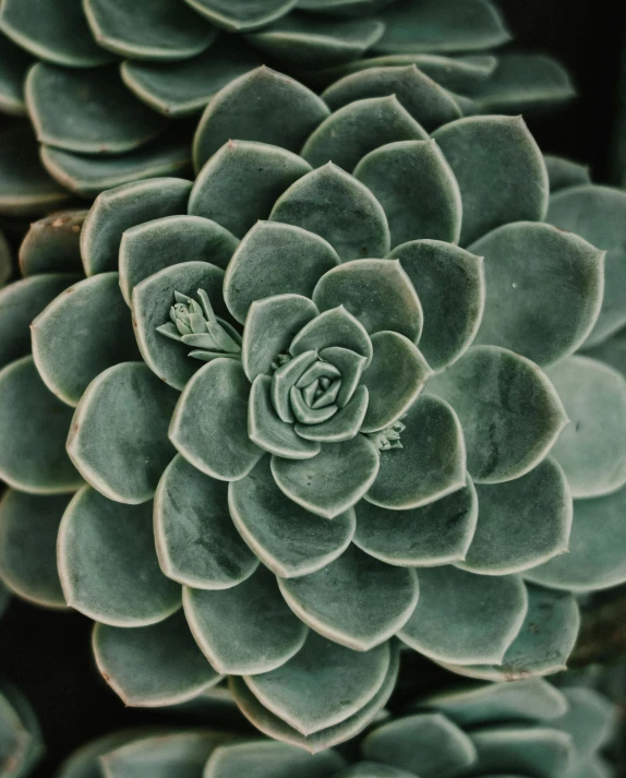 some succulents are growing in a green plant