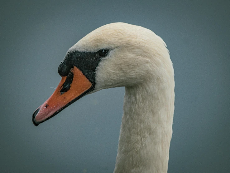 a swan has its head turned toward the camera