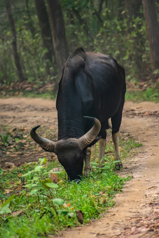 a water buffalo grazing on grass and shrubs